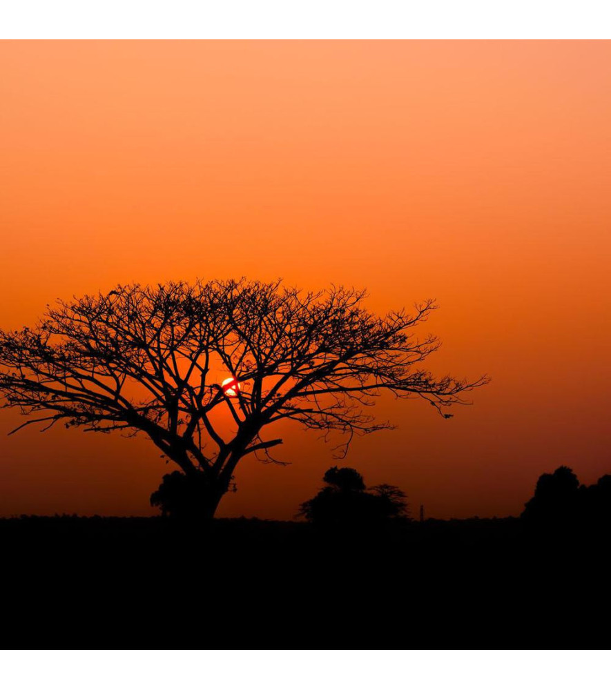 Panoramique RASCH African Queen III 363647